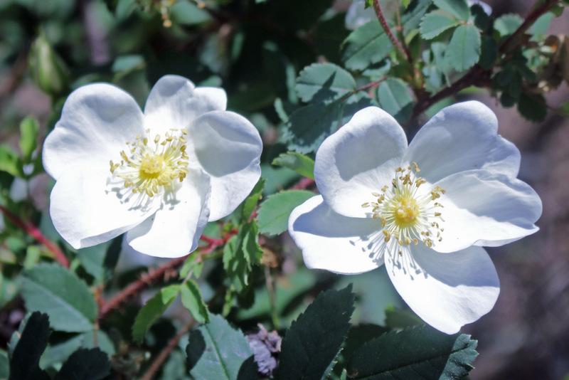 Photo of Species Rose (Rosa spinosissima) uploaded by RuuddeBlock