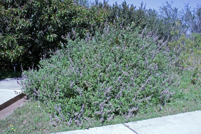 Photo of Californian Black Sage (Salvia mellifera) uploaded by RuuddeBlock
