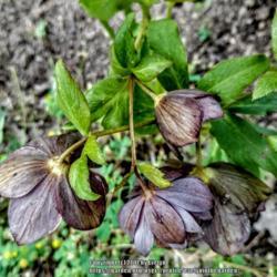 Location: My garden
Date: 2017-06-06
This is a perfectly dried flower in June.