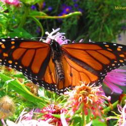 Location: central Illinois
Date: 10-09-2014
#pollination