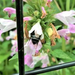 Location: Brownstown Pennsylvania
Date: 2017-06-23
#Pollination