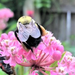 Location: Brownstown Pennsylvania
Date: 2017-06-23
#Pollination