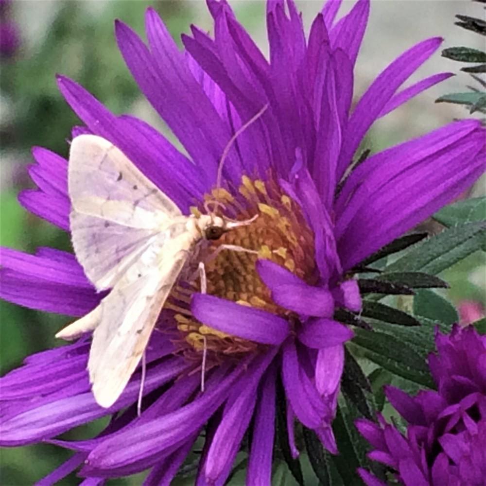 Photo of New England Aster (Symphyotrichum novae-angliae) uploaded by nativeplantlover