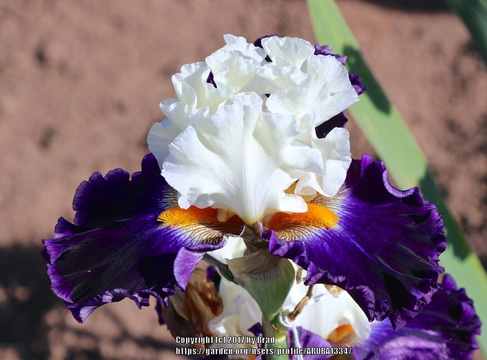 Photo of Tall Bearded Iris (Iris 'Future Ruler') uploaded by ARUBA1334