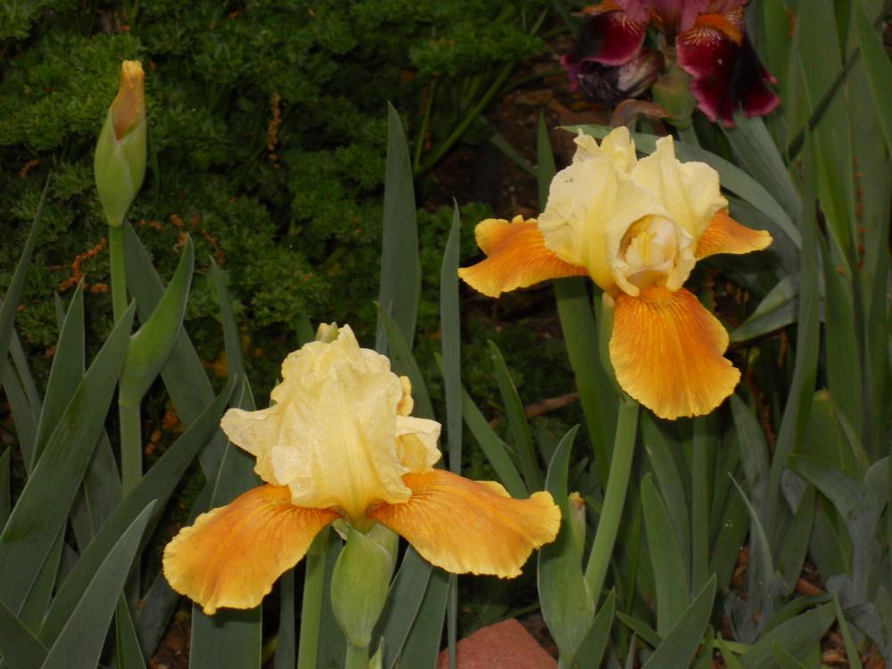 Photo of Irises (Iris) uploaded by Buzzbea424