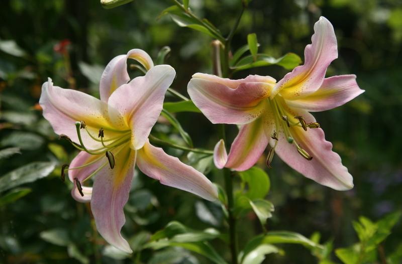 Photo of Lily (Lilium 'Morning After') uploaded by Calif_Sue
