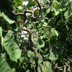 Location: In my garden, Falls Church, VA
Date: 2017-06-21
Twisted branches