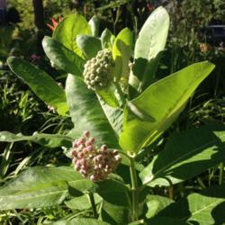 Location: Apple Valley MN
Date: 2017-06-24
Asclepias Syriaca
