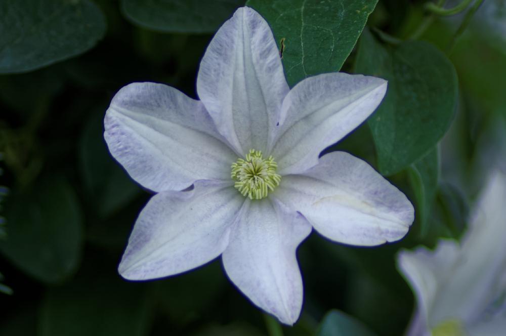 Photo of Clematis (Clematis viticella 'Huldine') uploaded by evermorelawnless