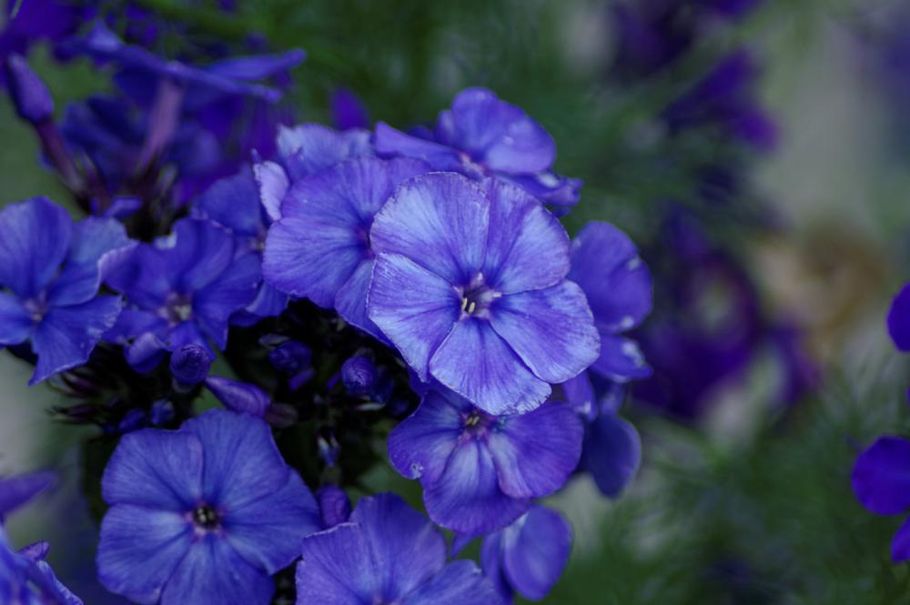 Photo of Garden Phlox (Phlox paniculata 'Blue Paradise') uploaded by evermorelawnless