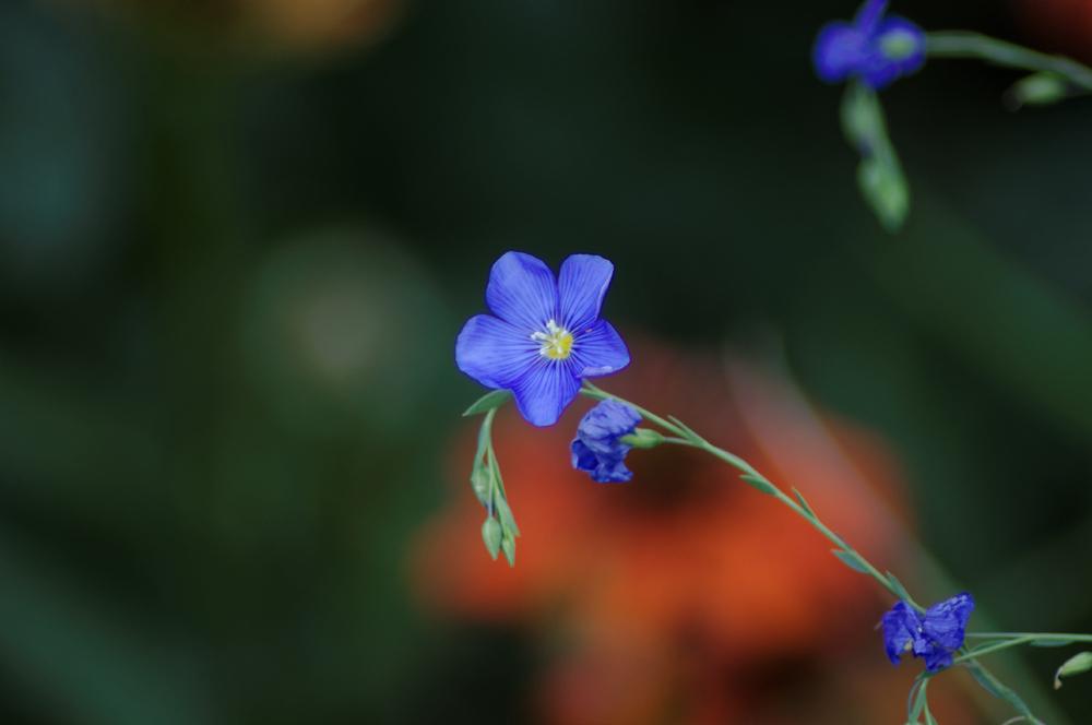 Photo of Blue Flax (Linum perenne 'Appar') uploaded by evermorelawnless