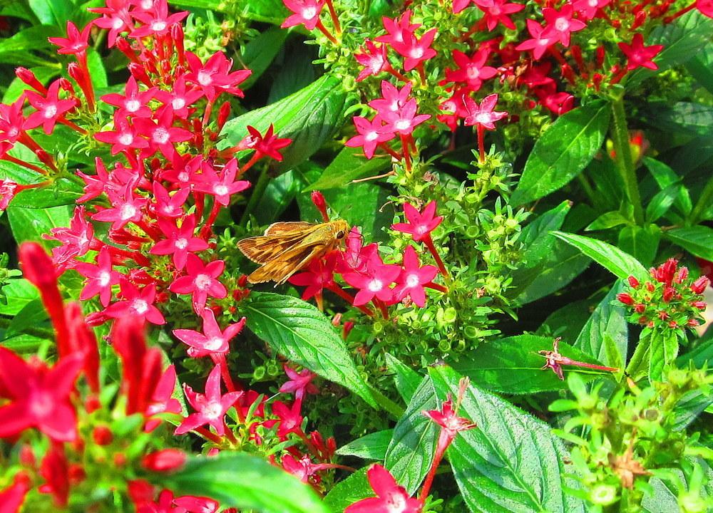 Photo of Pentas (Pentas lanceolata 'Red') uploaded by jmorth