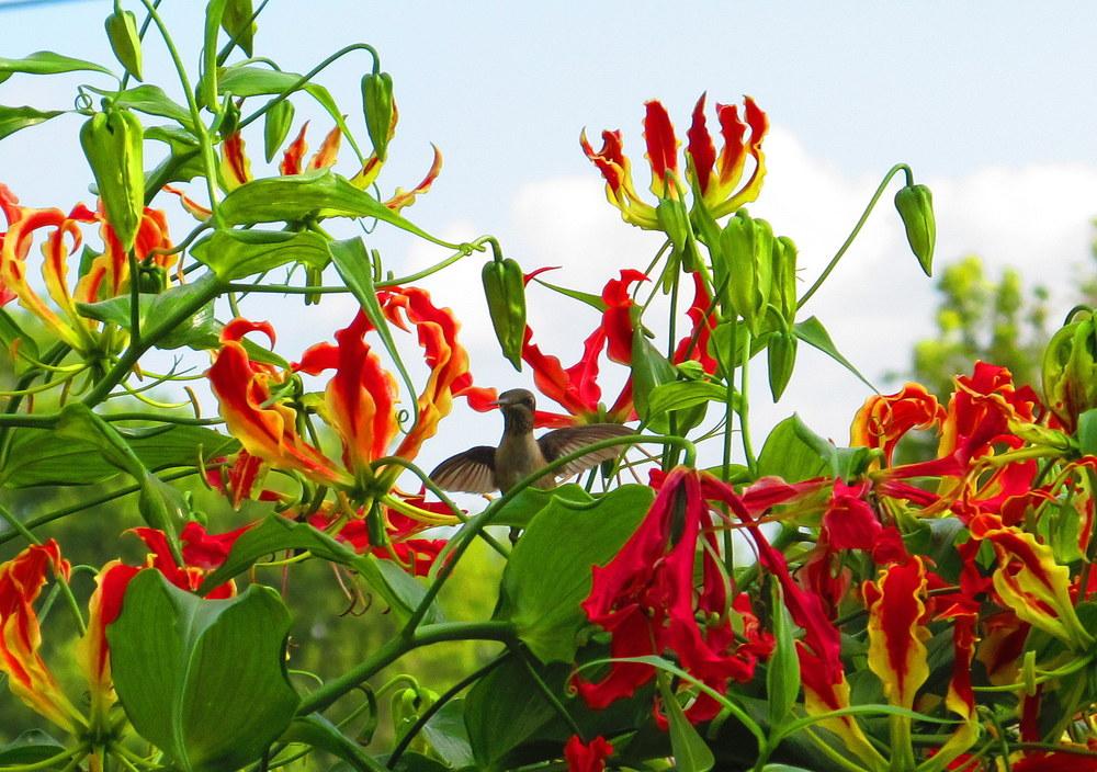 Photo of Gloriosa Lily (Gloriosa superba 'Rothschildiana') uploaded by jmorth