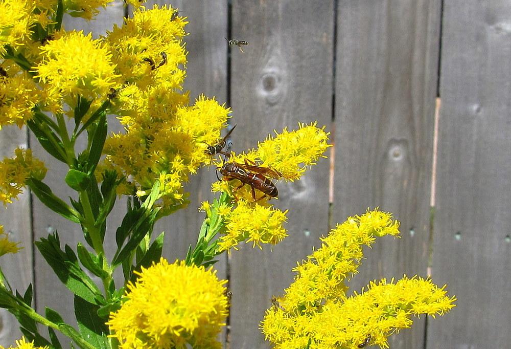 Photo of Goldenrods (Solidago) uploaded by jmorth
