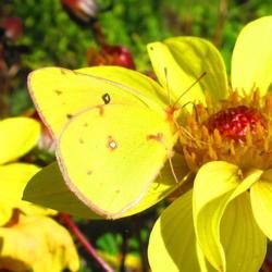 Location: central Illinois
Date: 2014-10-16
#pollination   Sulphur BF