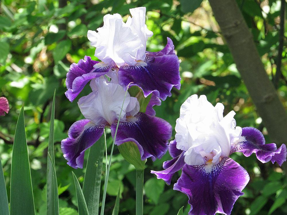 Photo of Tall Bearded Iris (Iris 'High Class') uploaded by Lestv