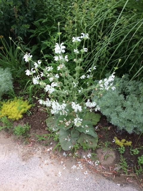 Photo of Silver Sage (Salvia argentea) uploaded by NHJenDion