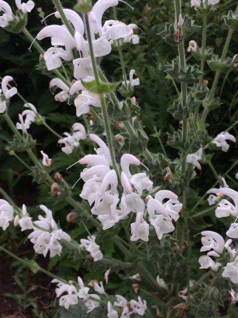 Photo of Silver Sage (Salvia argentea) uploaded by NHJenDion