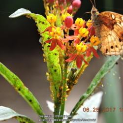 Location: Enterprise, Al. 36330
Date: 2017-06-25
#Pollination   Normal state of my Tropical Milkweed...aphids and 