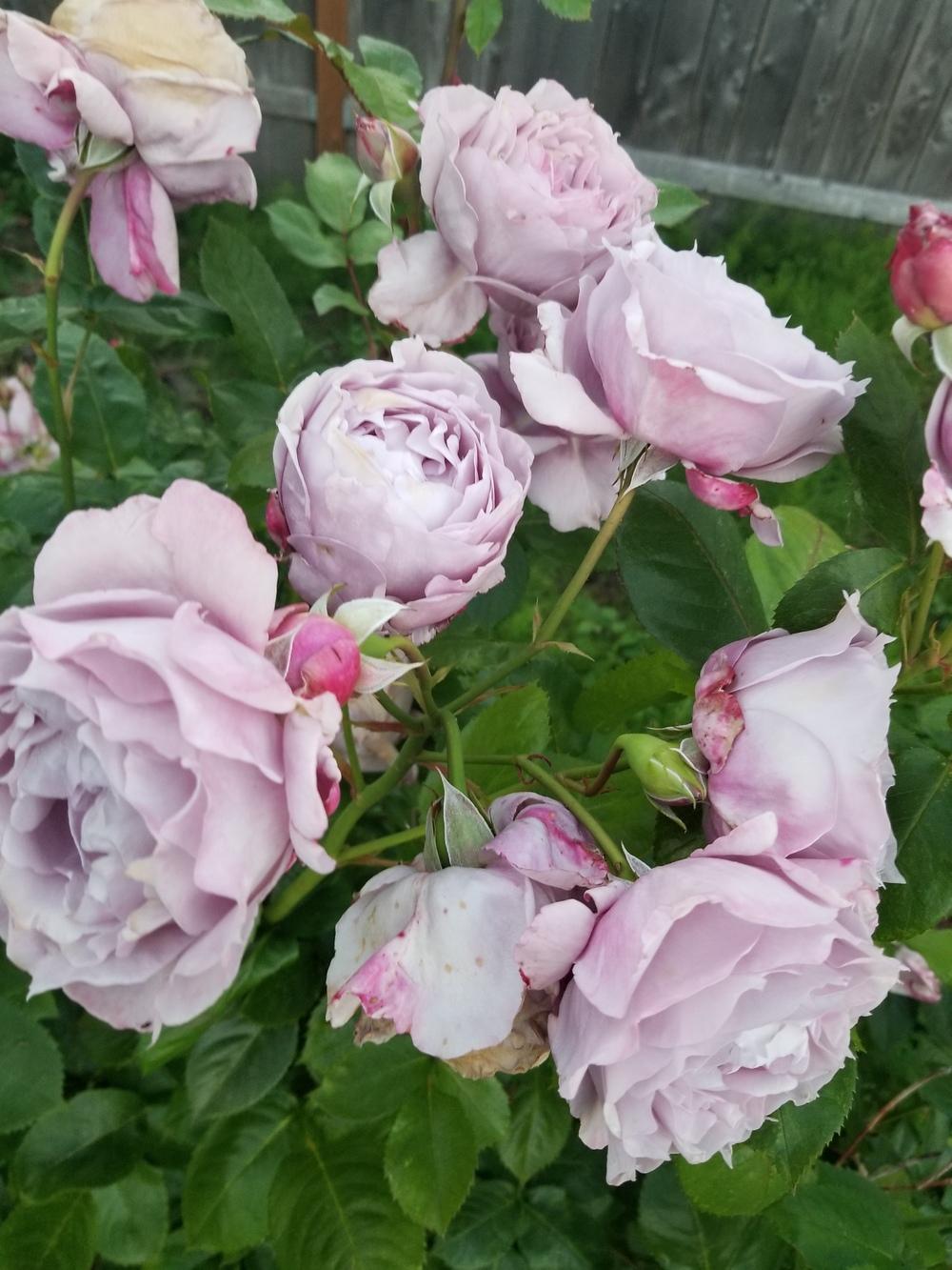 Photo of Rose (Rosa 'Novalis') uploaded by TomThumb
