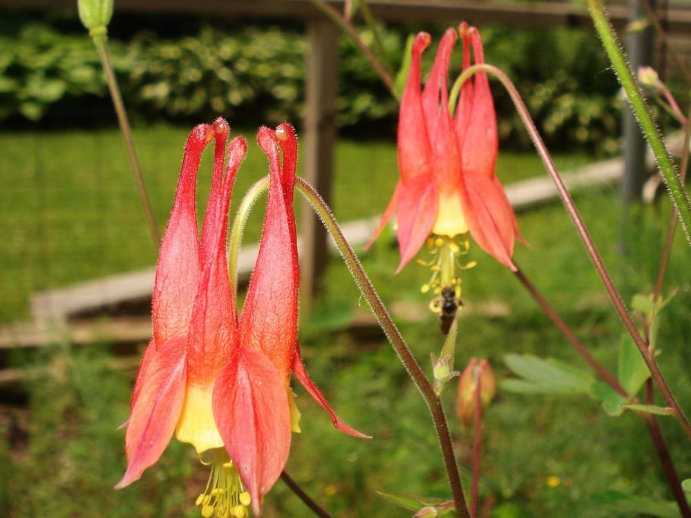 Photo of Eastern Red Columbine (Aquilegia canadensis) uploaded by Weedwhacker