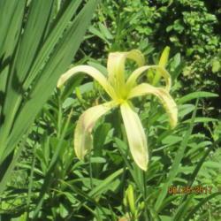 Location: My 6b garden
Date: 2017-06-25
FFE from 2017 addition, purchased from O'Bannon Springs Daylilies