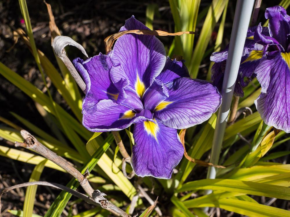 Photo of Japanese Iris (Iris ensata 'Crystal Halo') uploaded by frankrichards16