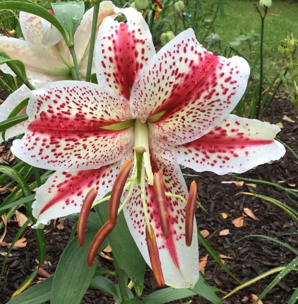 Photo of Lily (Lilium 'Tigerwoods') uploaded by scflowers