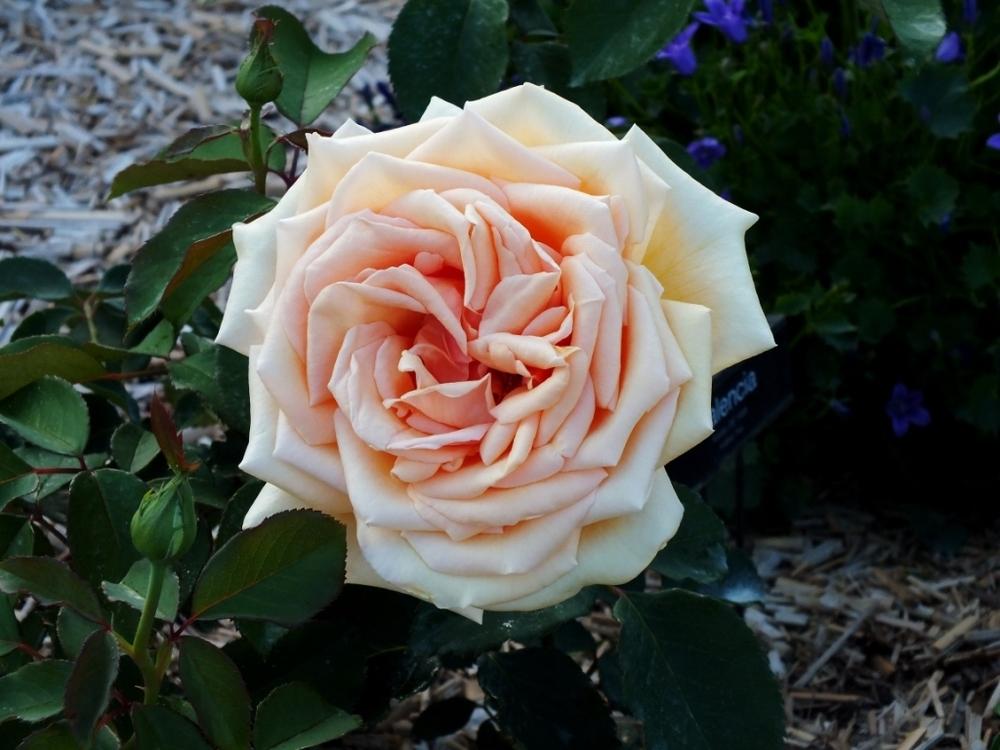Photo of Rose (Rosa 'Valencia') uploaded by sunnyvalley
