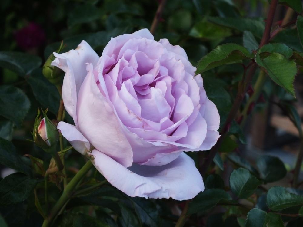 Photo of Rose (Rosa 'La Rose du Petit Prince') uploaded by sunnyvalley