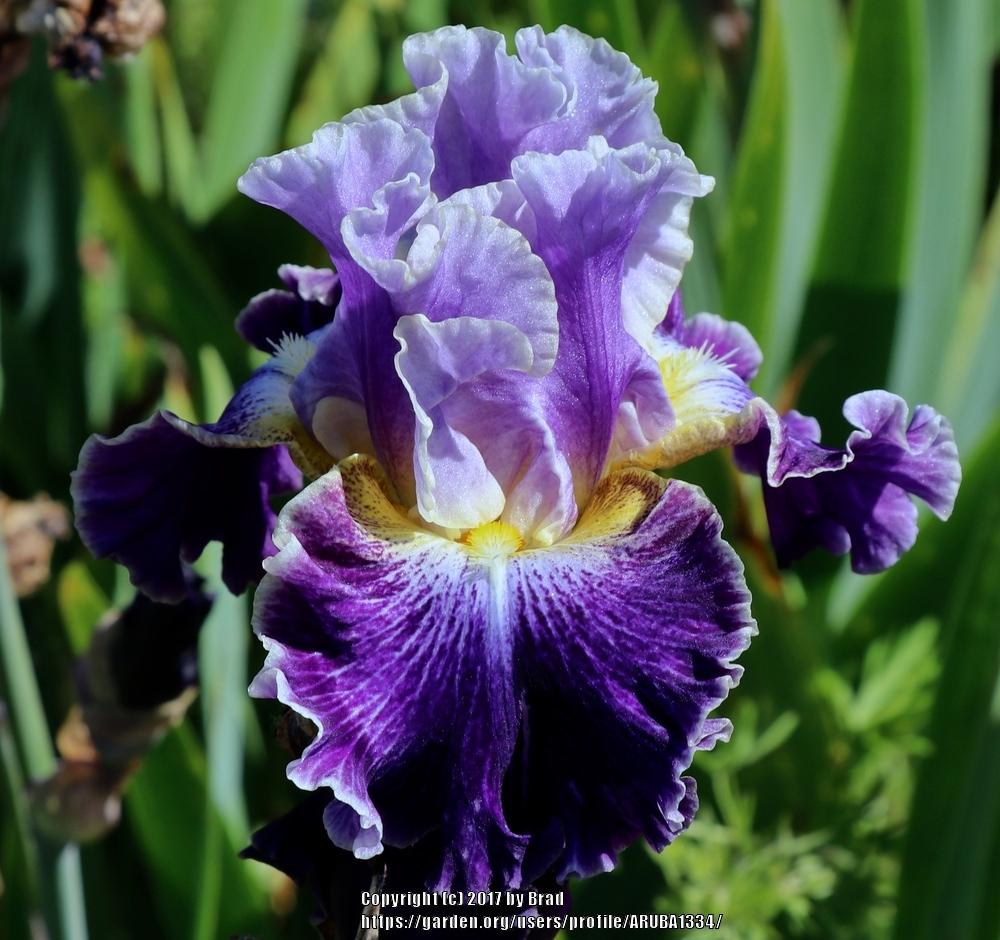 Photo of Tall Bearded Iris (Iris 'Belle Fille') uploaded by ARUBA1334