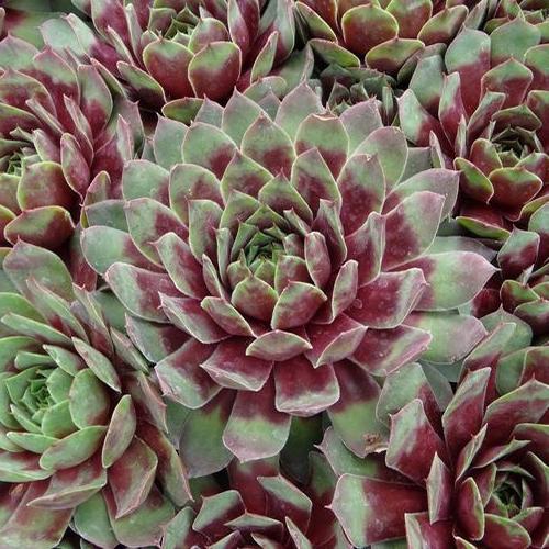 Photo of Hen and Chicks (Sempervivum 'Ruby Heart') uploaded by Calif_Sue