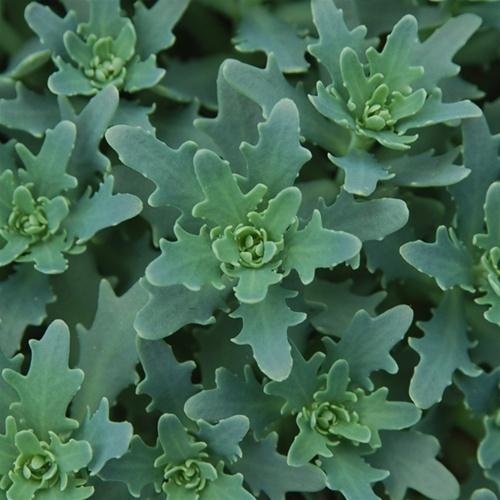 Photo of Stonecrop (Hylotelephium 'Thundercloud') uploaded by Calif_Sue