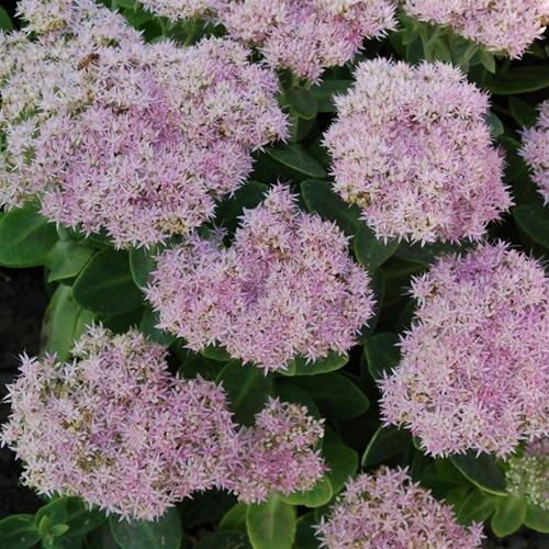Photo of Stonecrop (Hylotelephium spectabile 'Crystal Pink') uploaded by Calif_Sue