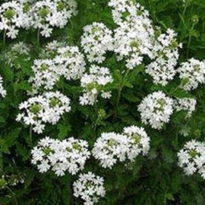 Photo of Verbena 'Snow Flurry' uploaded by Calif_Sue