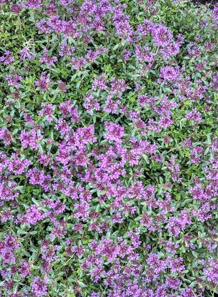 Photo of Creeping Thyme (Thymus serpyllum 'Magic Carpet') uploaded by JLWilliams