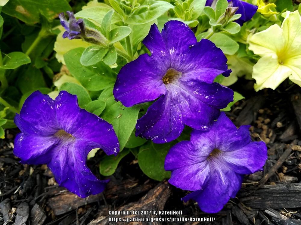 Photo of Grandiflora Petunia (Petunia Sophistica® Blue Morn) uploaded by KarenHolt