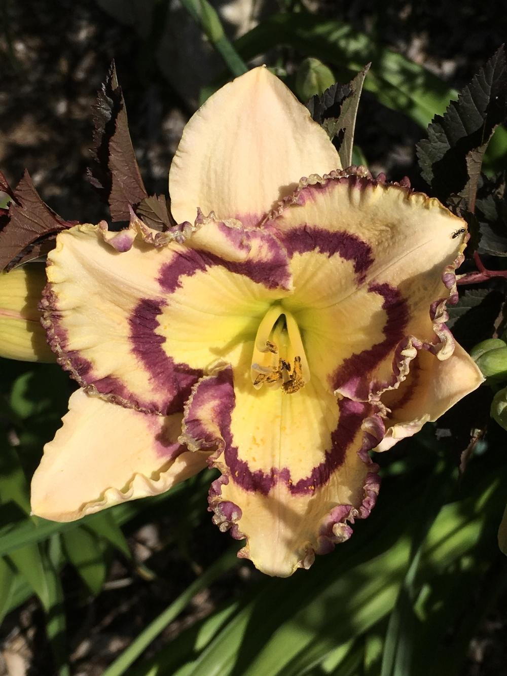 Photo of Daylily (Hemerocallis 'Faberge Easter') uploaded by Legalily
