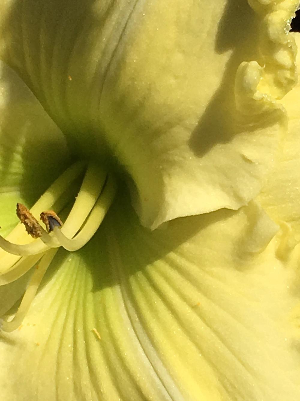 Photo of Daylily (Hemerocallis 'Limonero Squeeze') uploaded by Legalily