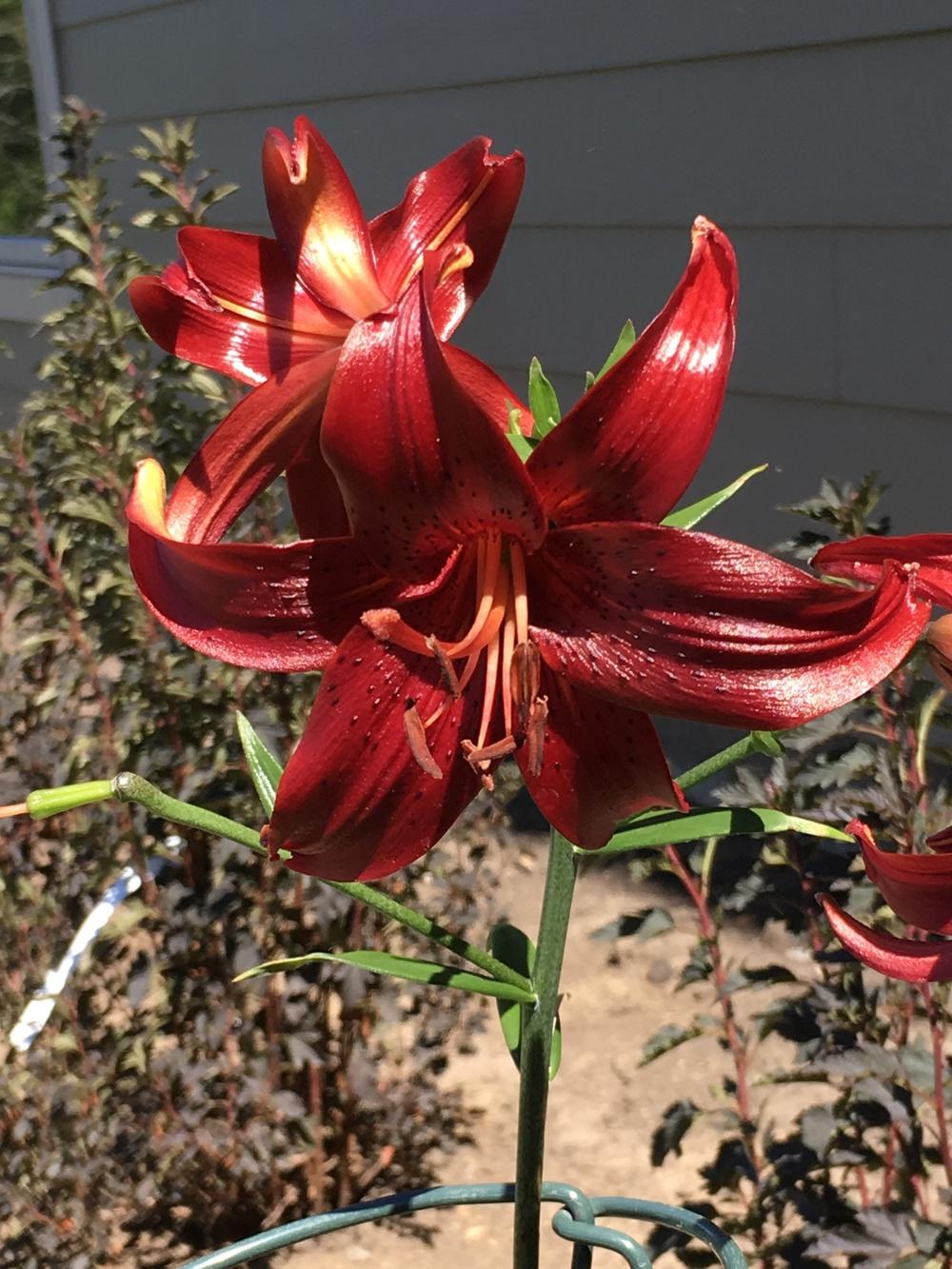 Photo of Lily (Lilium 'Red Velvet') uploaded by Legalily
