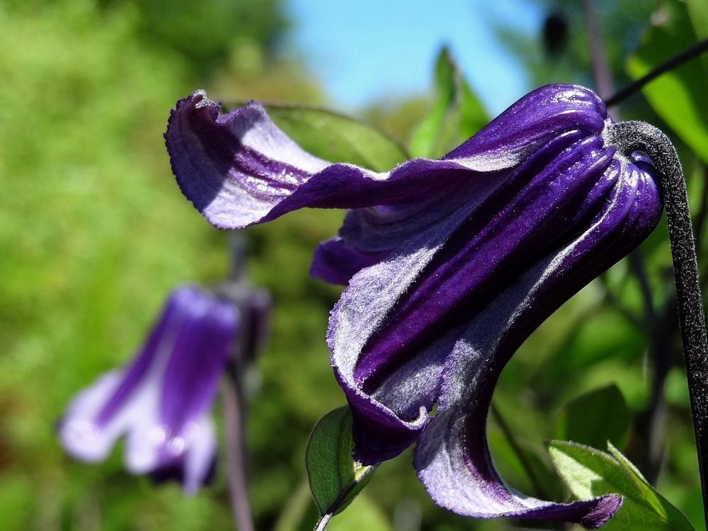 Photo of Clematis 'Roguchi' uploaded by Orsola