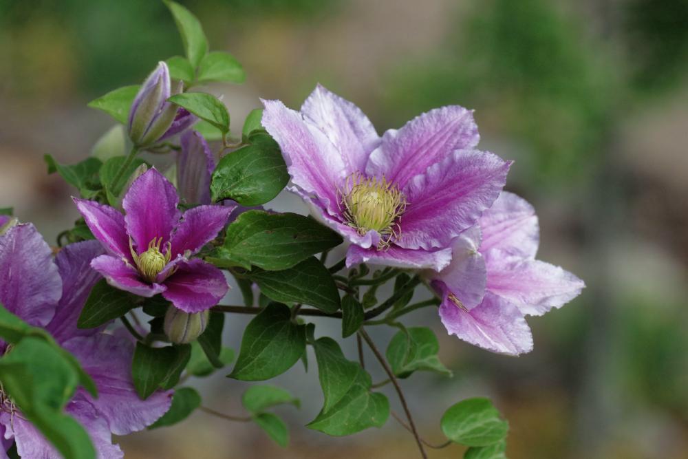 Photo of Clematis 'Piilu' uploaded by dirtdorphins