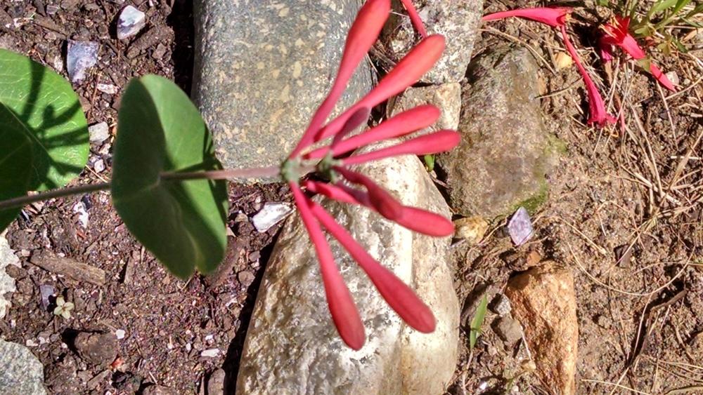 Photo of Coral Honeysuckle (Lonicera sempervirens 'Major Wheeler') uploaded by joannakat