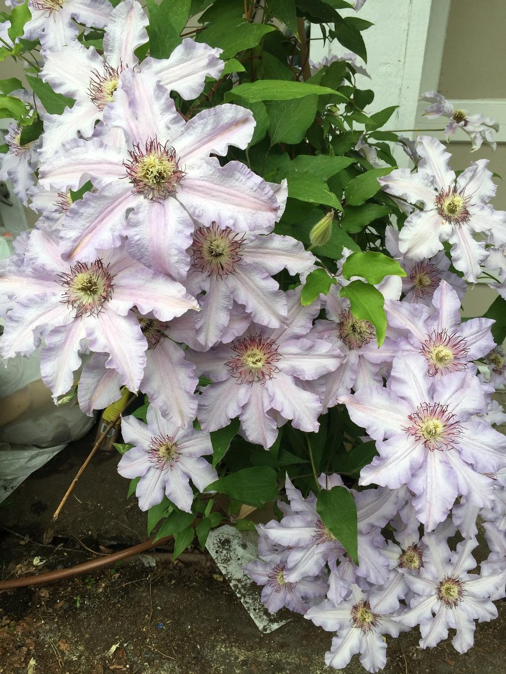 Photo of Clematis 'The First Lady' uploaded by mishkab