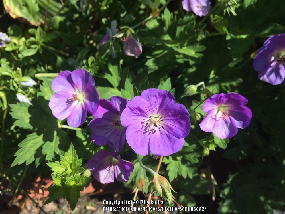 Photo of Geranium Rozanne® uploaded by sandnsea2