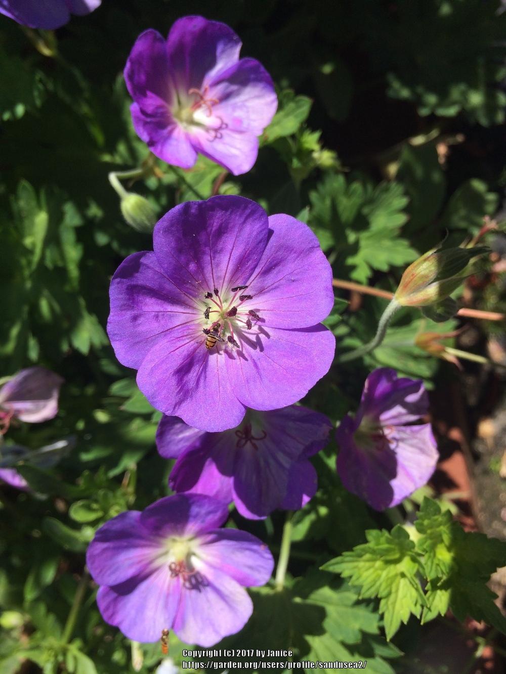 Photo of Geranium Rozanne® uploaded by sandnsea2