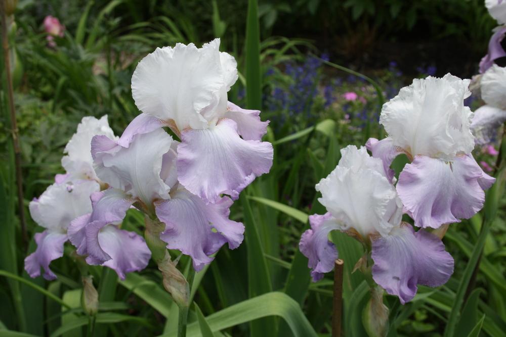 Photo of Tall Bearded Iris (Iris 'Crystal Glow') uploaded by touchofsky