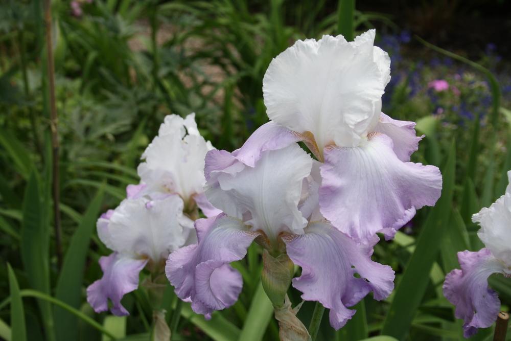 Photo of Tall Bearded Iris (Iris 'Crystal Glow') uploaded by touchofsky