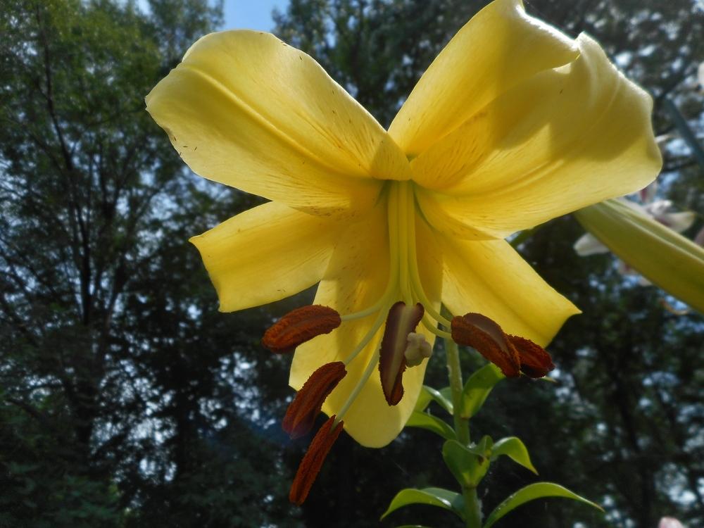 Photo of Lily (Lilium 'Yellow Space') uploaded by Kabby