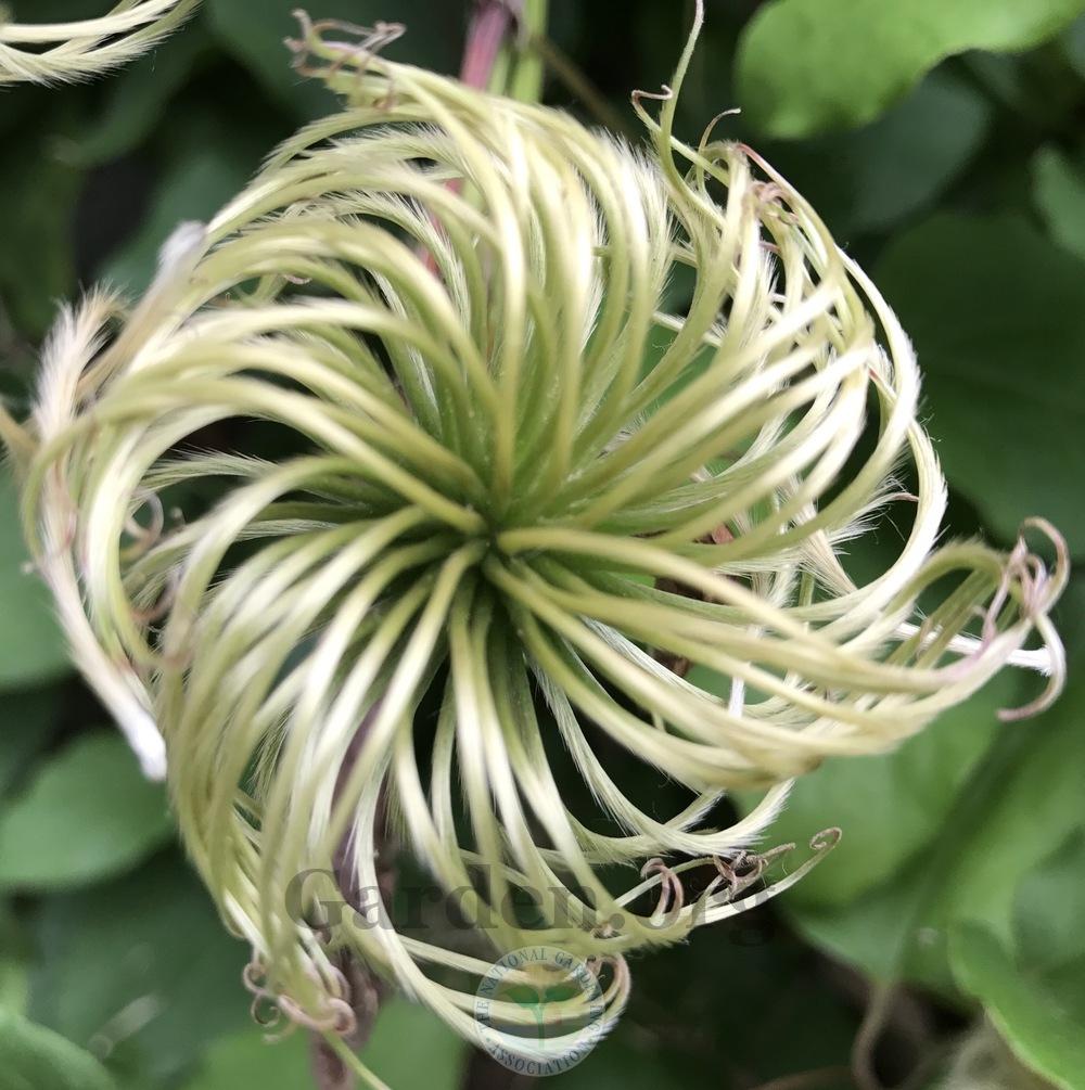 Photo of Clematis 'Asao' uploaded by Patty